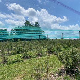 Blueberry fields