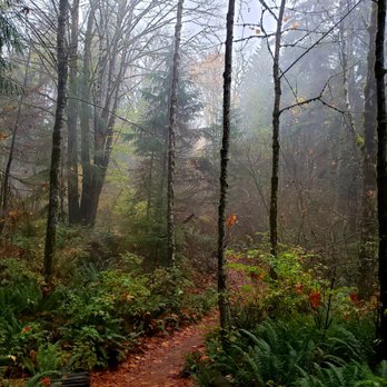 Little Si - Misty walk through the fall forest - Hiking Near Me