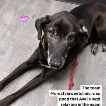 Crestview Veterinary Clinic - Veterinarians Near Me - Austin, Texas