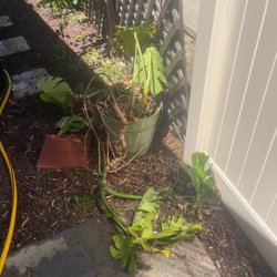 Santiago Estates-Vista - The plant she killed.