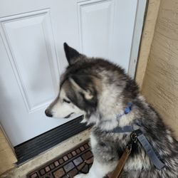 Precious Pets Transport Services - Husky is home.