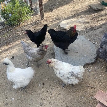 Chickens Galore - Pet Stores Near Me - Norco, California