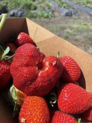 Blue House Farm Strawberry U-Pick and Farmstand by null
