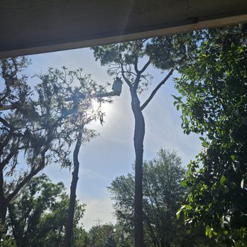 81Tree services - 81Tree @ house in Temple Terrace - Tree Services Near Me