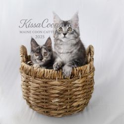 Kissa Coon Maine Coon Cattery