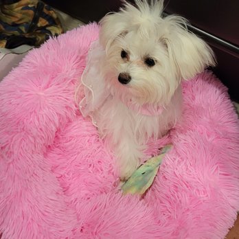 Maltese Puppies in Texas - Lucy 2. - Pet Breeders Near Me Maltese Puppies in Texas - Lucy 2. - Pet Breeders Near Me