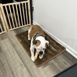 Head to Tail - She's so clean and de-shed!!