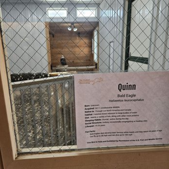 The Creature Conservancy - Eagle - Community Service/Non-Profit Near Me - Ann Arbor, Michigan