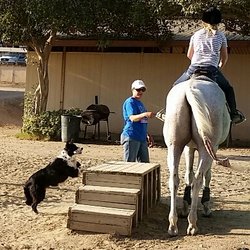 JKK Performance Horses & Mules