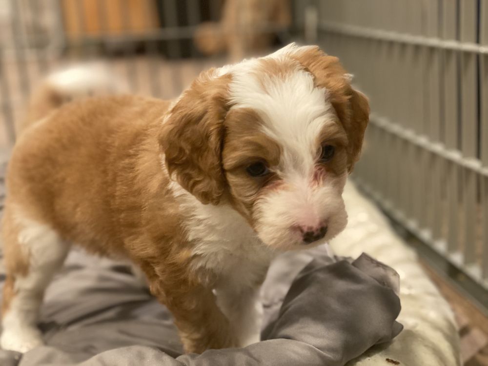 SafePaws Petsitting - pet boarding facility in Solon, OH