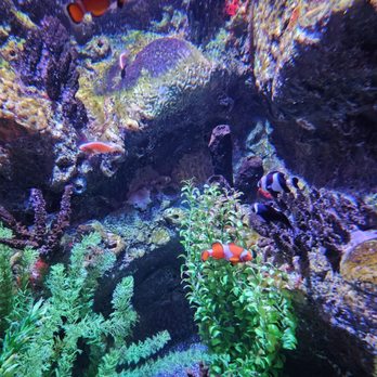 SEA LIFE Grapevine Aquarium - Aquariums Near Me - Grapevine, Texas
