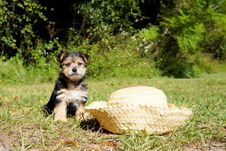 Florida Pups Image