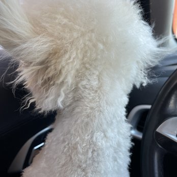 Pink Poodle - Pet Groomers Near Me - New Braunfels, Texas Pink Poodle - Pet Groomers Near Me - New Braunfels, Texas