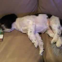 Sleepy dog after a few days at Waggin' Tails! Sleepy dog after a few days at Waggin' Tails!