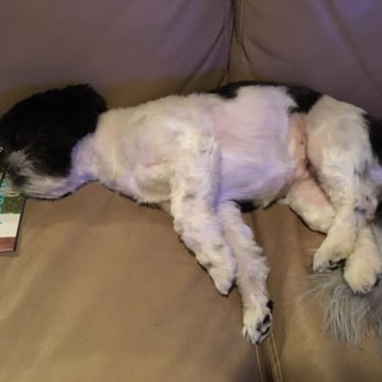 Waggin' Tails Pet Ranch - Sleepy dog after a few days at Waggin' Tails! - Pet Groomers Near Me - Fulshear, Texas Waggin' Tails Pet Ranch - Sleepy dog after a few days at Waggin' Tails! - Pet Groomers Near Me - Fulshear, Texas