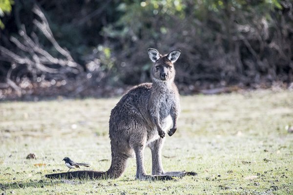 Exceptional Kangaroo Island by null