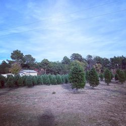 B & D Christmas Tree Farm - Tree farm
