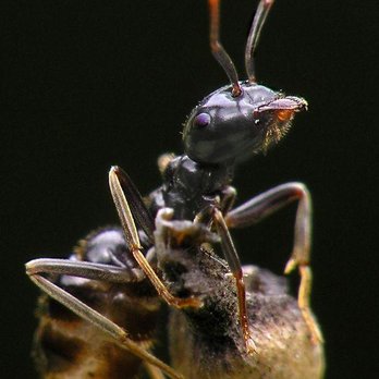Ground Level Pest Control - Pest Control Near Me - Oxford, Massachusetts Ground Level Pest Control - Pest Control Near Me - Oxford, Massachusetts