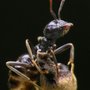 Photo of Ground Level Pest Control