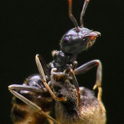 Ground Level Pest Control