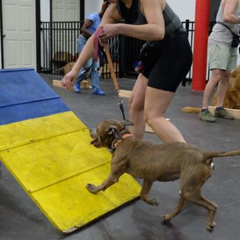 Metro Dog Training - Agility training! - Pet Training Near Me - Brookyln, New York Metro Dog Training - Agility training! - Pet Training Near Me - Brookyln, New York