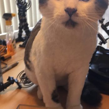 Cateau Marmont - Sushi looks so good after his kitten clip! Thanks, Kirsten! - Pet Sitting Near Me - Burbank, California Cateau Marmont - Sushi looks so good after his kitten clip! Thanks, Kirsten! - Pet Sitting Near Me - Burbank, California