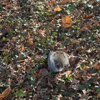 Central Park Conservancy - Lots of squirrels waiting for hand outs - Parks Near Me - New York, New York Central Park Conservancy - Lots of squirrels waiting for hand outs - Parks Near Me - New York, New York