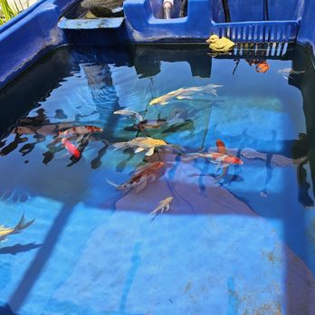 Green Thumb Nursery - 06/03/2026 Koi selection - Nurseries & Gardening Near Me - San Marcos, California