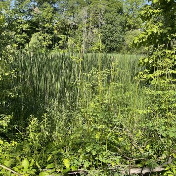 Saugus Iron Works - Nature trail is short, but so pretty! - Landmarks & Historical Buildings Near Me - Saugus, Massachusetts