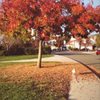 Ben Rodgers Park gift card