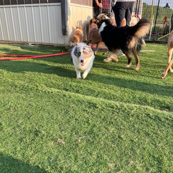 K9cation - A dog with a merle coat, featuring a mix of gray, white, and black fur, runs toward the camera on a grassy outdoor area. Several other dogs and two people are visible near a building with a fence, with some dogs interacting and others standing or sitting. The scene is illuminated by sunlight, and the setting appears to be a dog park or pet daycare facility. - Pet Training Near Me - Hudson, Colorado