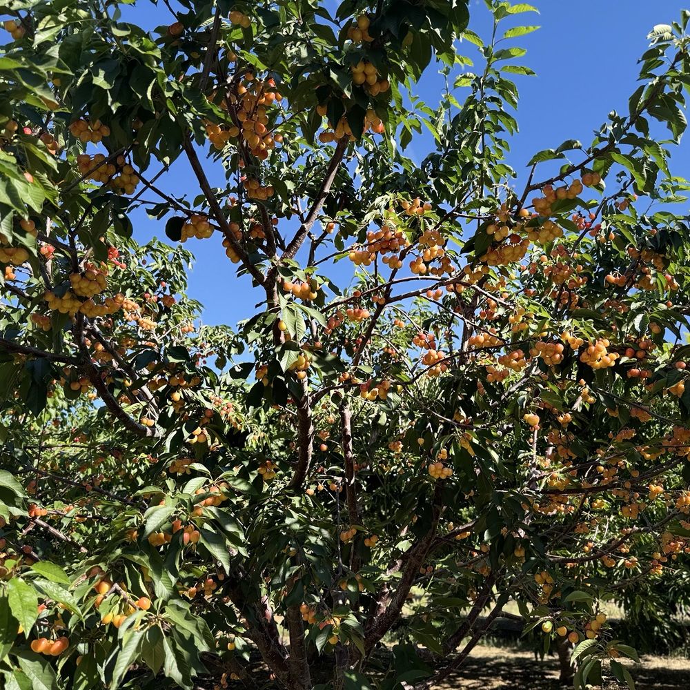 Cherry Time - Pick Your Own Farms Near Me - Brentwood, California