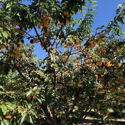 Cherry Time