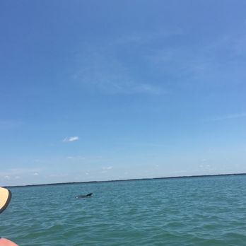 Glass Bottom Rentals - dolphin so close - Rafting/Kayaking Near Me - Placida, Florida Glass Bottom Rentals - dolphin so close - Rafting/Kayaking Near Me - Placida, Florida