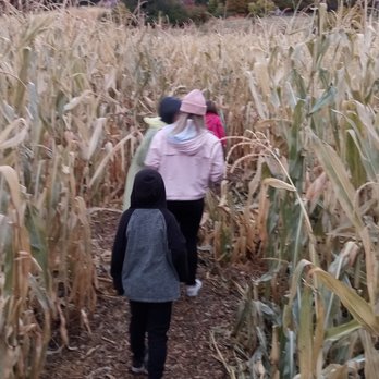 Cold Springs Trout Farm - Corn maze. Not scary before dark, lights and actors and music after dark. - Lakes Near Me - Ogden, Utah Cold Springs Trout Farm - Corn maze. Not scary before dark, lights and actors and music after dark. - Lakes Near Me - Ogden, Utah