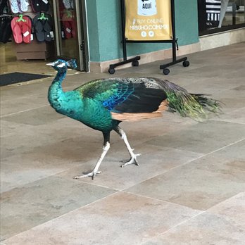 JOIA Paraíso by Iberostar - Peacock roaming the shopping plaza! - Hotels Near Me - Punta Maroma, ROO