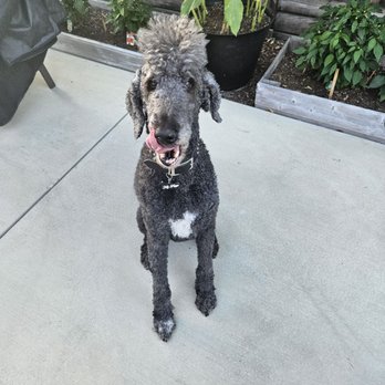 Doggy World Grooming - Mr. Figgs feeling good  He always loves being groomed and never fails to meet them with a hug :) He loves his time at Doggie World. - Pet Groomers Near Me - Burbank, California