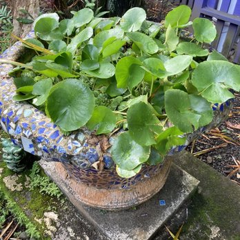 Lotus Garden Hilo - I think this is lotus growing in one of the many pots in the garden here. - Hotels Near Me - Hilo, Hawaii