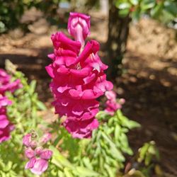 Alpharetta Public Library - Pretty flowers around the library