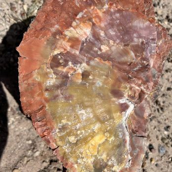 My Peaceful Place - Petrified wood in the Petrified Forest - Vacation Rentals Near Me My Peaceful Place - Petrified wood in the Petrified Forest - Vacation Rentals Near Me
