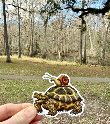 Manatee Springs by null