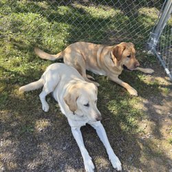 Ruff Life Pet Resort