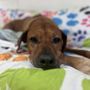 Photo of Pet Companions Bed & Biscuit