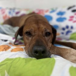 Pet Companions Bed & Biscuit