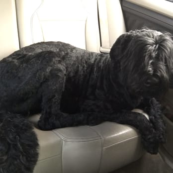 Cute & Cuddly Grooming - A fresh look for my Black Russian Terrier - Pet Groomers Near Me - Sacramento, California