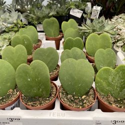 Pete's Ace Hardware - Love the houseplants section including these rare heart succulents