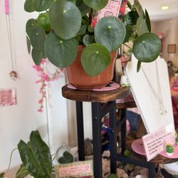 Easy Little Plants
