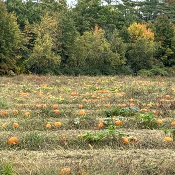 Ten Acre Farm - Pick your own pumpkins. - Attraction Farms Near Me - Hillsborough, New Hampshire Ten Acre Farm - Pick your own pumpkins. - Attraction Farms Near Me - Hillsborough, New Hampshire