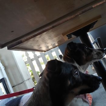 High Five Pizza - Dogs waiting for food. Notice how clean the table bottoms are - no gum! - Pizza Near Me - San Jose, California