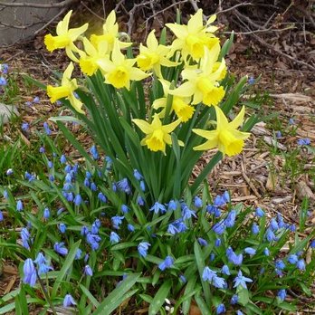 Jung Garden Center - Jung Seed daffodills and squill landscape - Nurseries & Gardening Near Me - Randolph, Wisconsin